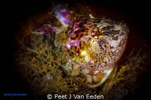 Colorful Klipvis by Peet J Van Eeden 